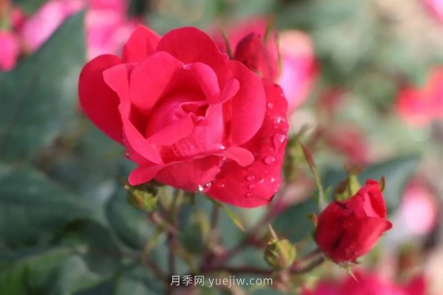 成都植物園也有月季園了，超美盛花期來啦(圖9)