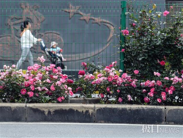 早開5天，武漢月季提前步入花海檔期(圖5)