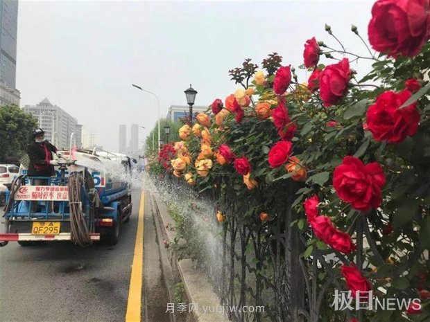 早開5天，武漢月季提前步入花海檔期(圖2)