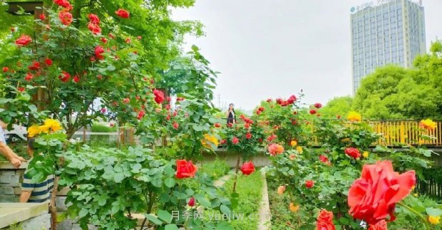 四月盛放的月季時(shí)間，湖北宜昌給你的專屬浪漫花園(圖6)