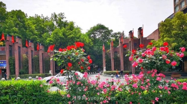四月盛放的月季時(shí)間，湖北宜昌給你的專屬浪漫花園(圖5)