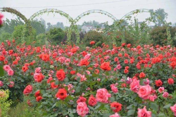 四月盛放的月季時(shí)間，湖北宜昌給你的專屬浪漫花園(圖8)