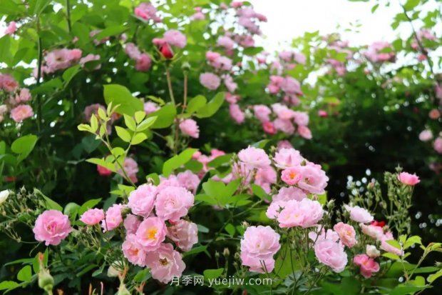 四月盛放的月季時(shí)間，湖北宜昌給你的專屬浪漫花園(圖12)
