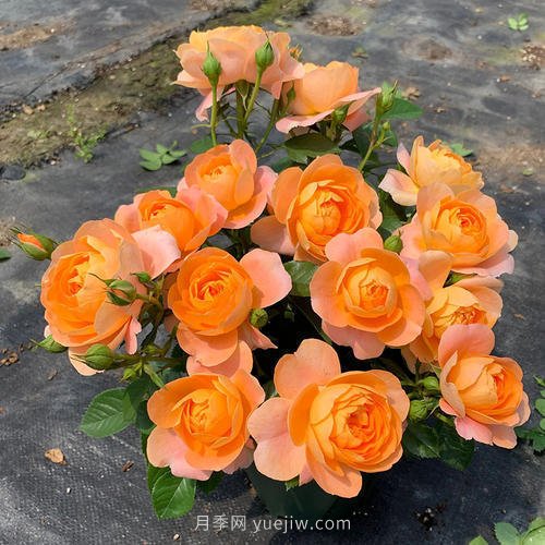 推薦5個(gè)微型月季品種，株型小開(kāi)花多是陽(yáng)臺(tái)盆栽佳品(圖1)