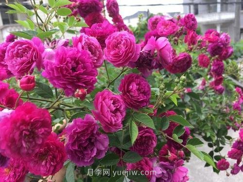 推薦5個(gè)微型月季品種，株型小開(kāi)花多是陽(yáng)臺(tái)盆栽佳品(圖4)