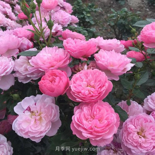 推薦5個(gè)微型月季品種，株型小開(kāi)花多是陽(yáng)臺(tái)盆栽佳品(圖3)