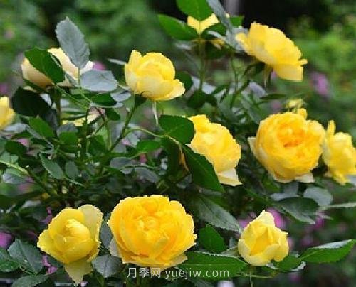推薦5個(gè)微型月季品種，株型小開(kāi)花多是陽(yáng)臺(tái)盆栽佳品(圖2)