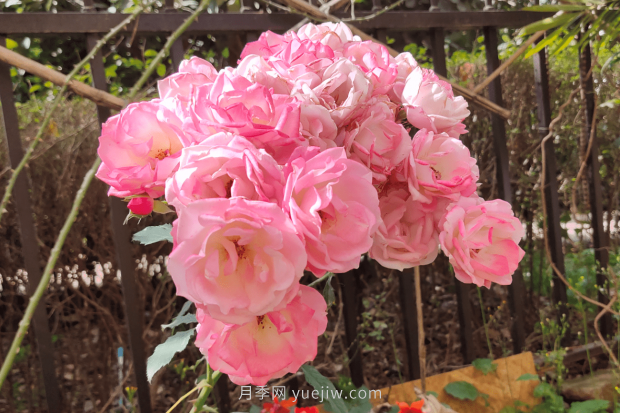 推薦4個(gè)適合新花友種植的藤本月季品種，長勢強(qiáng)勁開花量大(圖3)