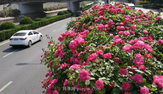 鄭州第二十七屆月季花展24日開(kāi)幕，春季花展壓軸戲登場(chǎng)！(圖2)