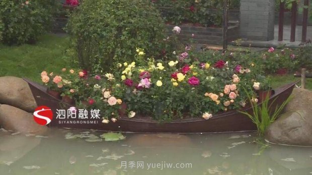 第十一屆中國(guó)月季展覽會(huì)：走進(jìn)淮安展園(圖3)