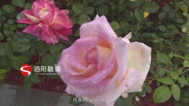 第十一屆中國(guó)月季展覽會(huì)：走進(jìn)淮安展園(圖4)