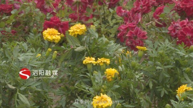 第十一屆中國(guó)月季展覽會(huì)：走進(jìn)洋河展園(圖4)