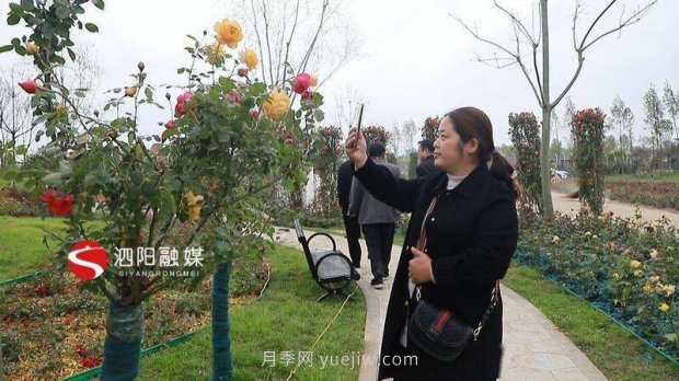 第十一屆中國(guó)月季展覽會(huì)：走進(jìn)青州展園(圖1)