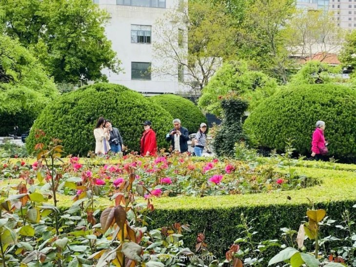 上海復(fù)興公園月季園，月季花開獻(xiàn)給市民的視覺盛宴(圖4)