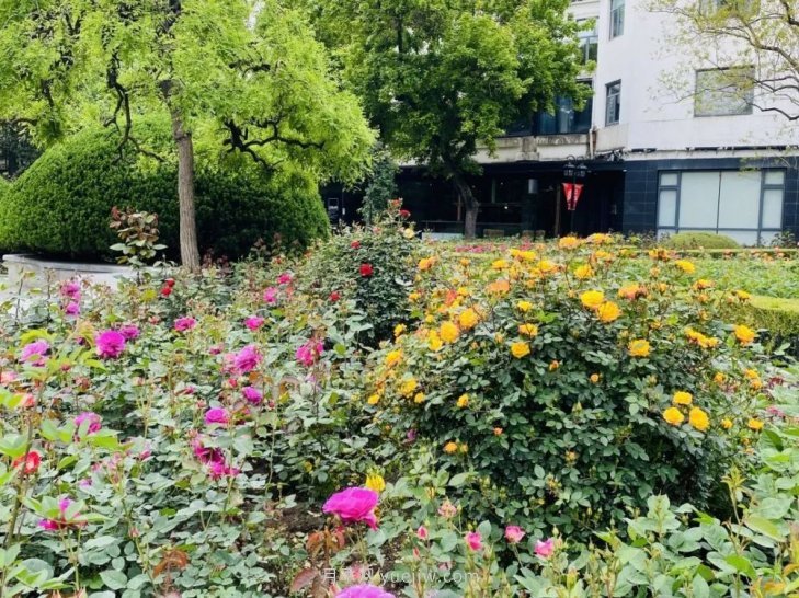 上海復(fù)興公園月季園，月季花開獻(xiàn)給市民的視覺盛宴(圖5)