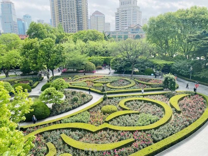 上海復(fù)興公園月季園，月季花開獻(xiàn)給市民的視覺盛宴(圖2)