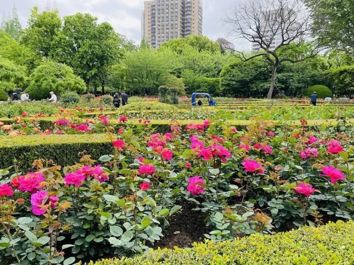 上海復(fù)興公園月季園，月季花開獻(xiàn)給市民的視覺盛宴(圖3)