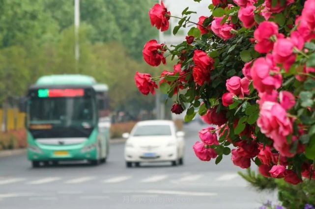 滿城飄香賞月季，月季花開驚艷了四月的鄭州(圖3)