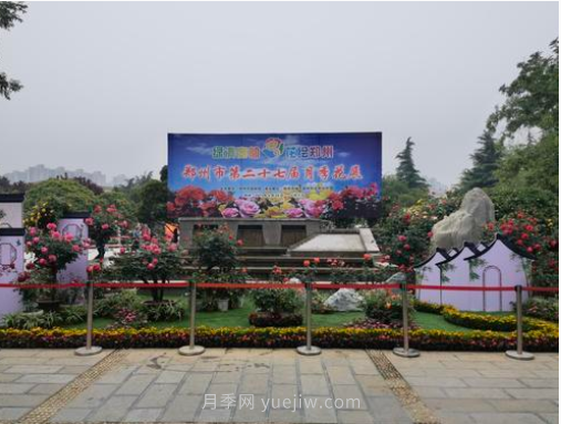 滿城飄香賞月季，月季花開驚艷了四月的鄭州(圖6)
