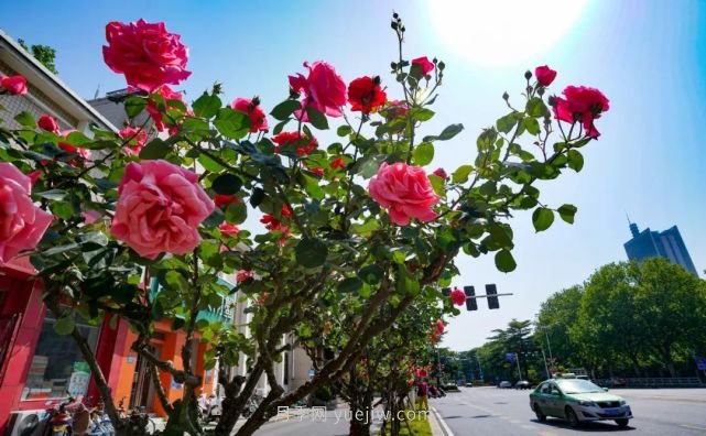 滿城飄香賞月季，月季花開驚艷了四月的鄭州(圖4)