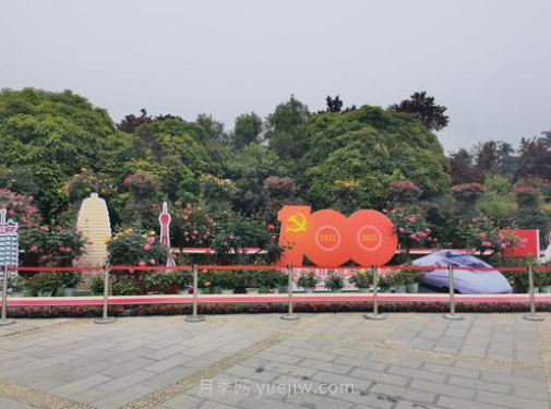 滿城飄香賞月季，月季花開驚艷了四月的鄭州(圖5)