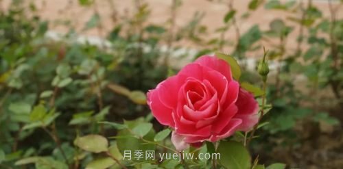 咸陽4A級景區(qū)級別月季園，五一假期游玩就要去(圖5)