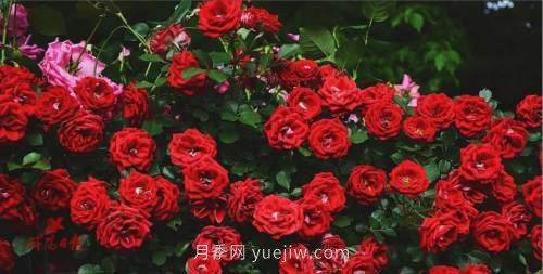 咸陽4A級景區(qū)級別月季園，五一假期游玩就要去(圖4)