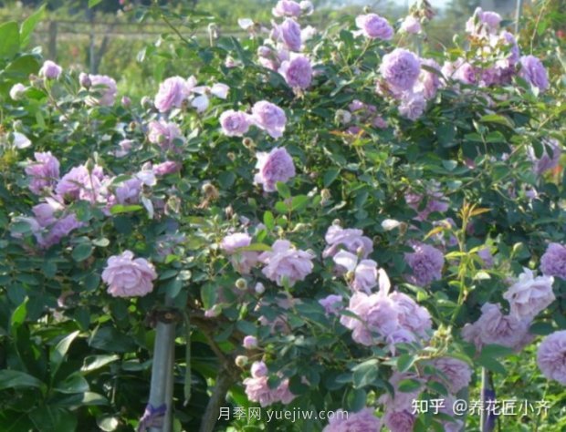 推薦4款月季品種，輕松打造小型月季花墻(圖1)