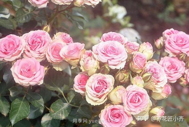 推薦4款月季品種，輕松打造小型月季花墻(圖5)