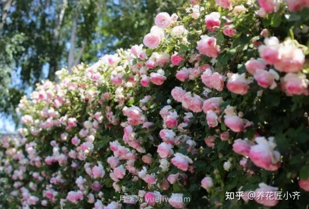 推薦4款月季品種，輕松打造小型月季花墻(圖4)