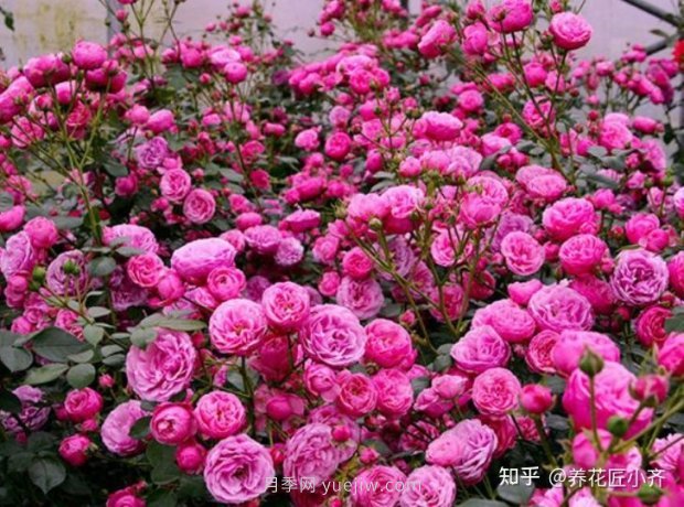 推薦4款月季品種，輕松打造小型月季花墻(圖2)