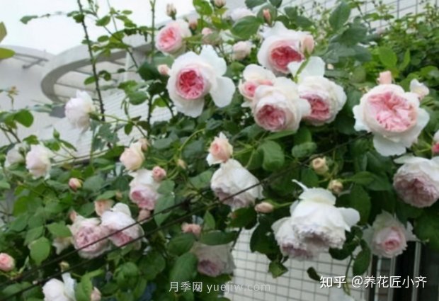 推薦4款月季品種，輕松打造小型月季花墻(圖3)