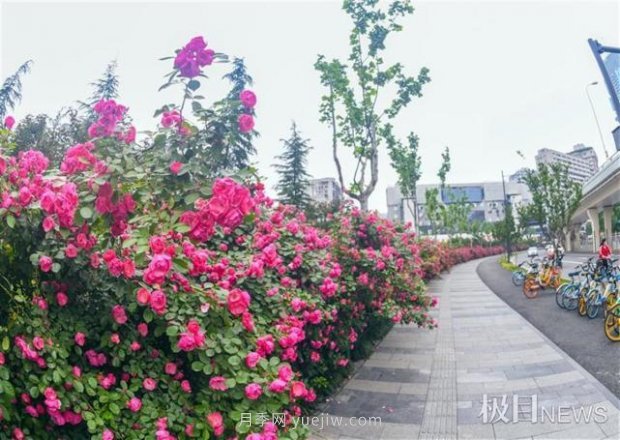 大武漢美！武漢滿城月季流淌幸福的浪漫(圖4)