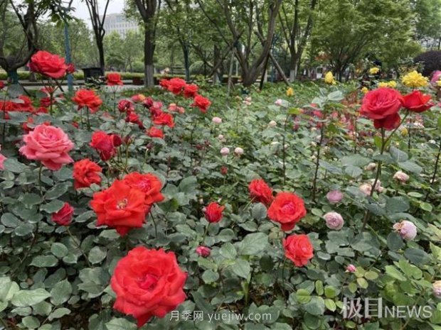 大武漢美！武漢滿城月季流淌幸福的浪漫(圖7)