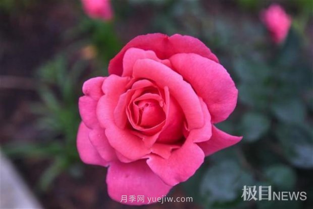 大武漢美！武漢滿城月季流淌幸福的浪漫(圖10)