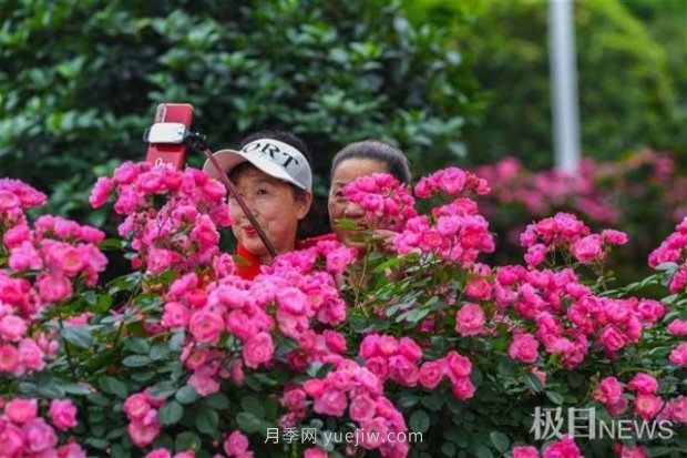 大武漢美！武漢滿城月季流淌幸福的浪漫(圖9)