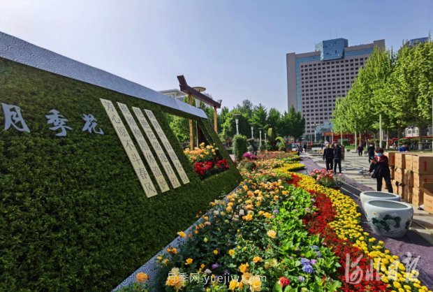 河北石家莊市第十七屆月季花展五一開幕，16個月季花壇展示(圖3)