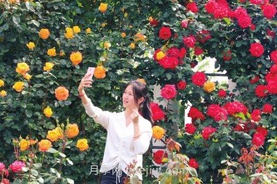 打造市花月季花海！鄭州要用三年時間建設(shè)月季花城(圖2)