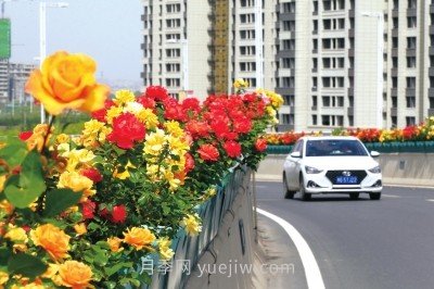 打造市花月季花海！鄭州要用三年時間建設(shè)月季花城(圖1)
