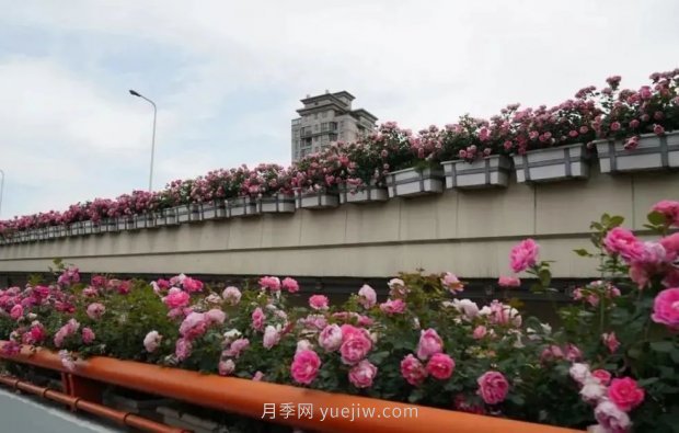 上海城市高架變“花路”，這些月季進入盛花期啦！(圖1)