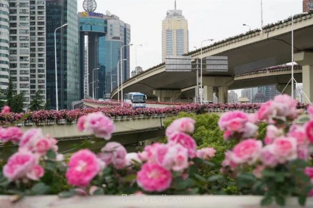 上海城市高架變“花路”，這些月季進入盛花期啦！(圖2)