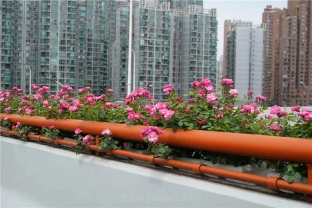 上海城市高架變“花路”，這些月季進入盛花期啦！(圖4)