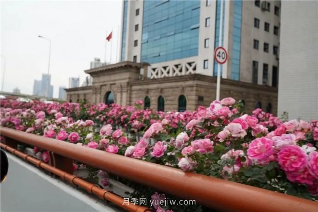 上海城市高架變“花路”，這些月季進入盛花期啦！(圖3)