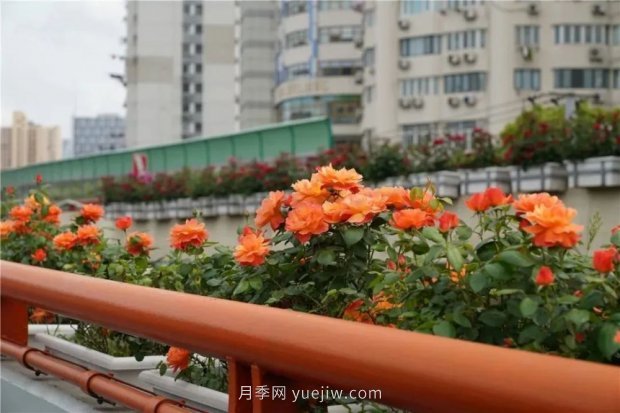 上海城市高架變“花路”，這些月季進入盛花期啦！(圖5)