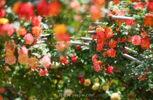 2185萬株市花月季盛開！請叫鄭州“月季花城”(圖4)