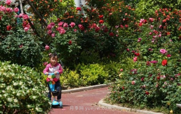 2185萬株市花月季盛開！請叫鄭州“月季花城”(圖5)