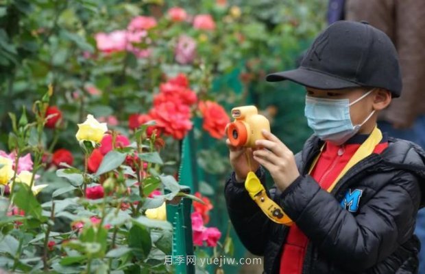 2185萬株市花月季盛開！請叫鄭州“月季花城”(圖1)