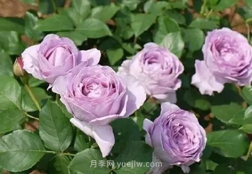 30種漂亮的月季品種推薦，必然有你喜歡的(圖11)
