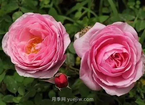 30種漂亮的月季品種推薦，必然有你喜歡的(圖3)