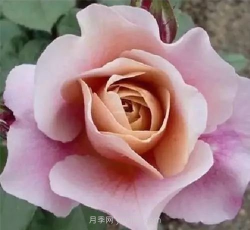 30種漂亮的月季品種推薦，必然有你喜歡的(圖18)